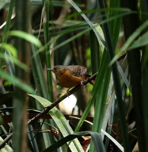 Formigueiro-de-cara-ruiva