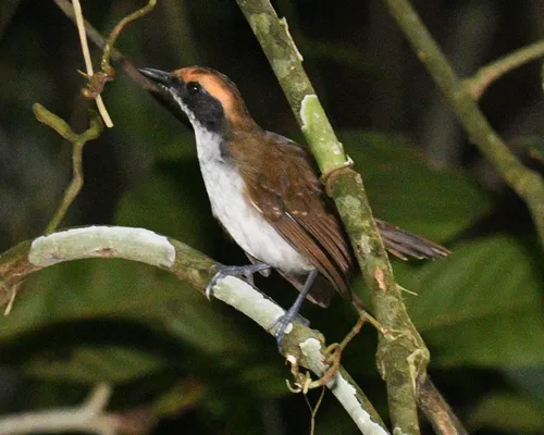 Papa-formiga-de-sobrancelha