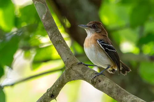 Black-tailed Antbird