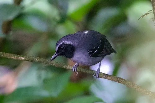 Formigueiro-de-cara-preta