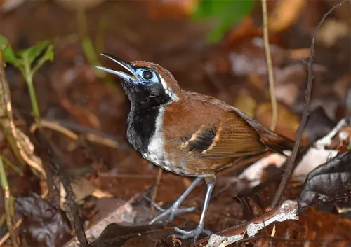 Ferruginous-backed Antbird