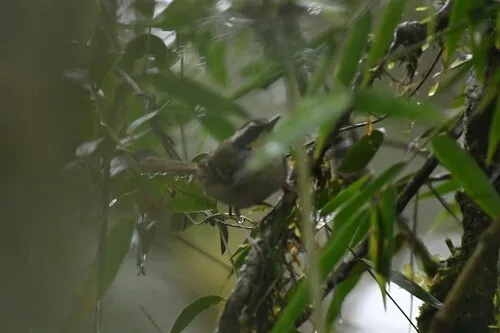 White-bibbed Antbird