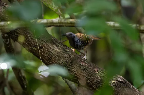Scalloped Antbird