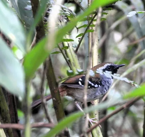 Squamate Antbird