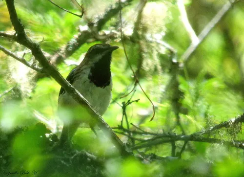 Stripe-backed Antbird