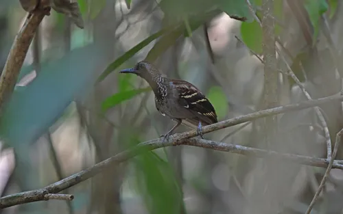 Wing-banded Antbird