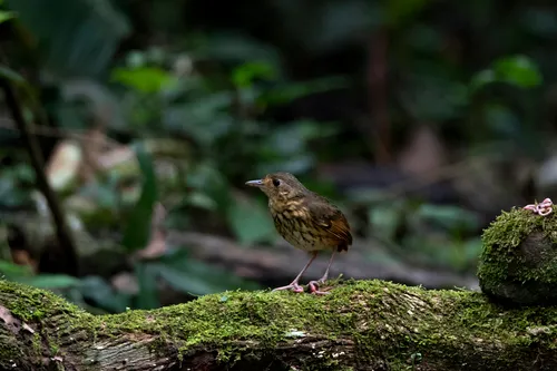 Amazonian Antpitta