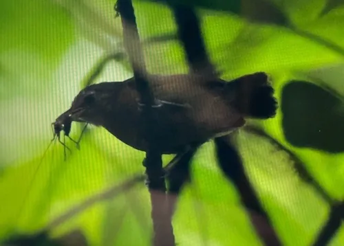White-flanked Antwren