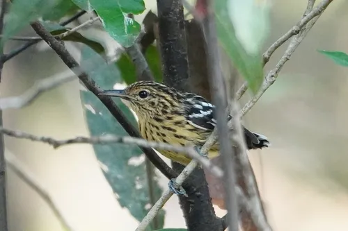 Pygmy Antwren