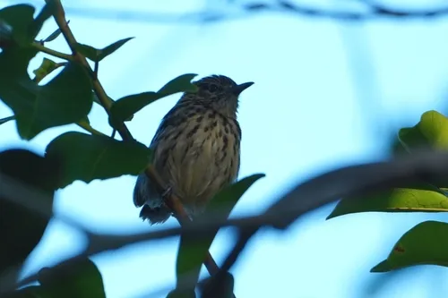 Cherrie's Antwren