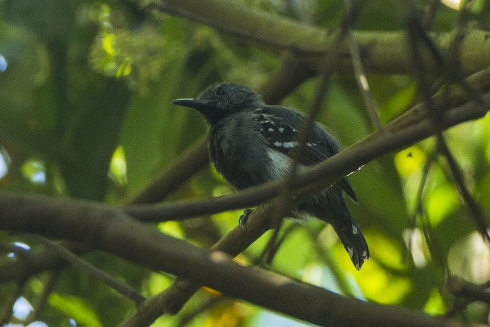 Silvery-flanked Antwren