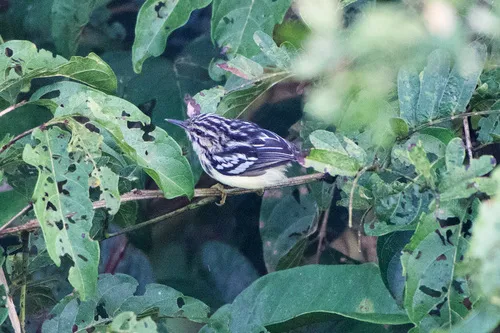 Choquinha-de-bico-curto