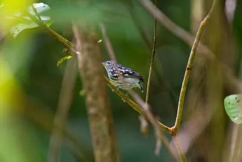 Guianan Streaked-Antwren