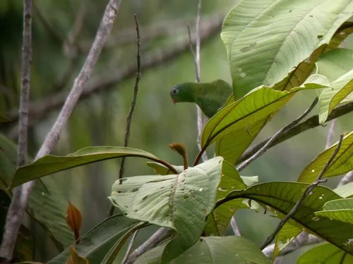 Amazonian Parrotlet