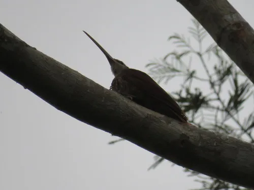 Long-billed Woodcreeper