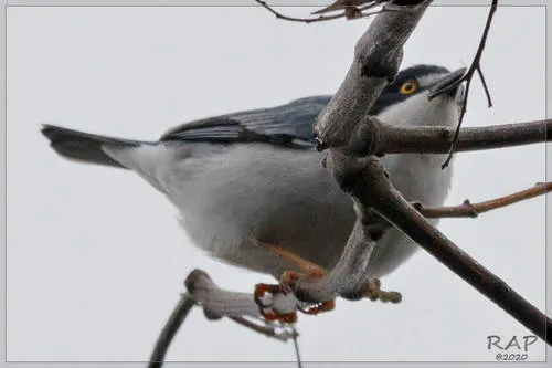 Hooded Tanager