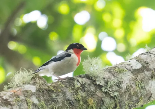 Cherry-throated Tanager