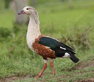 Orinoco Goose