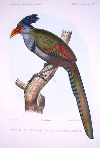 Jacu-estalo-de-bico-vermelho