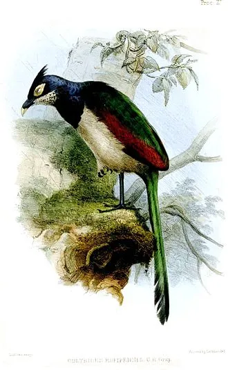 Rufous-winged Ground-Cuckoo