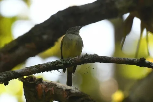 Wied's Tyrant-Manakin