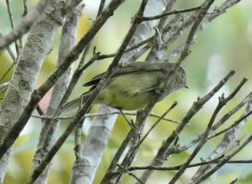 Fruxu