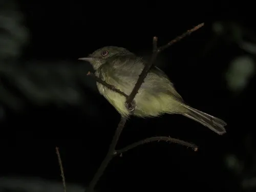 Sulphur-bellied Tyrant-Manakin