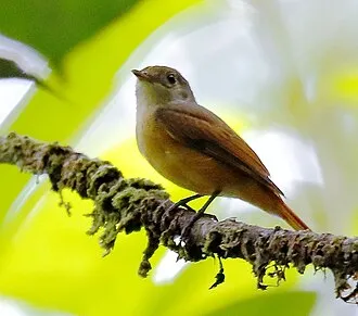 Enferrujadinho