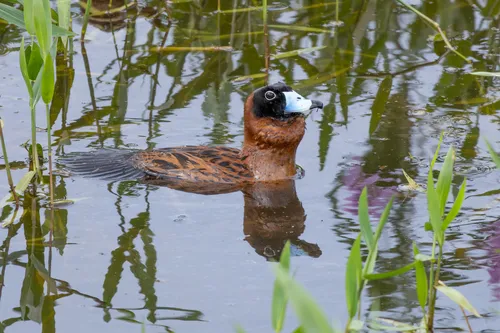 Masked Duck