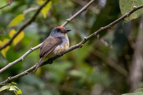Rufous-capped Nunlet