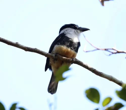 Macuru-de-pescoço-branco