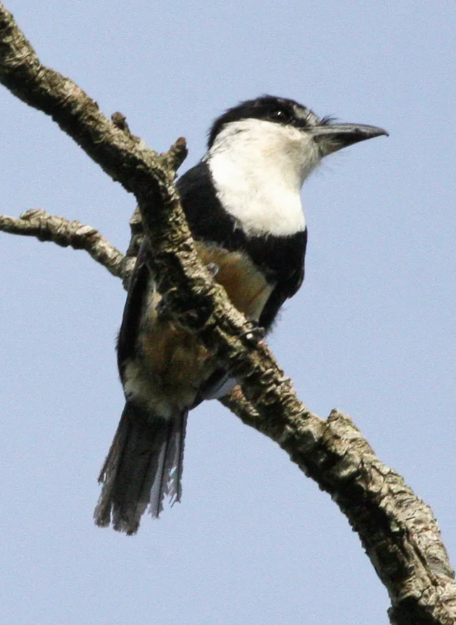 Macuru-de-barriga-castanha