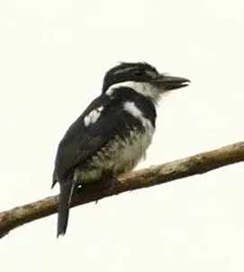 Pied Puffbird