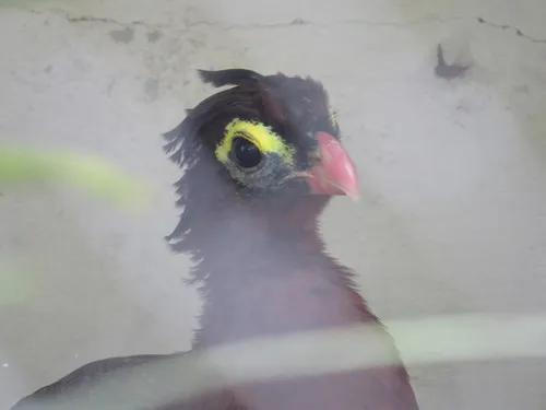 Nocturnal Curassow