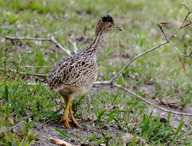 White-bellied Nothura