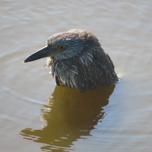 Yellow-crowned Night-Heron