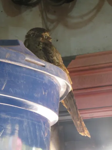 Long-tailed Potoo