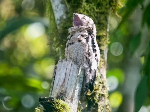 Common Potoo