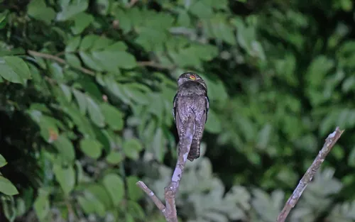 White-winged Potoo