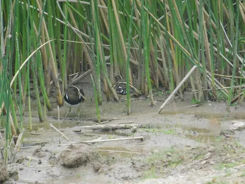 South American Painted-Snipe