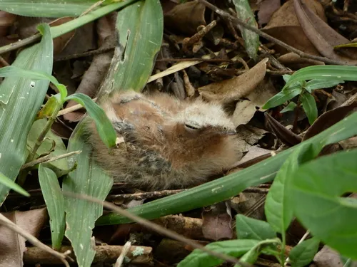 Common Pauraque