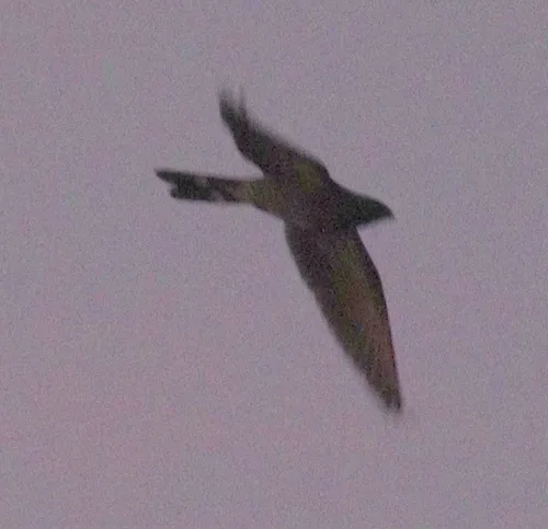 Band-tailed Nighthawk