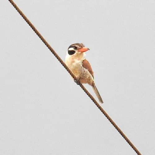 White-eared Puffbird