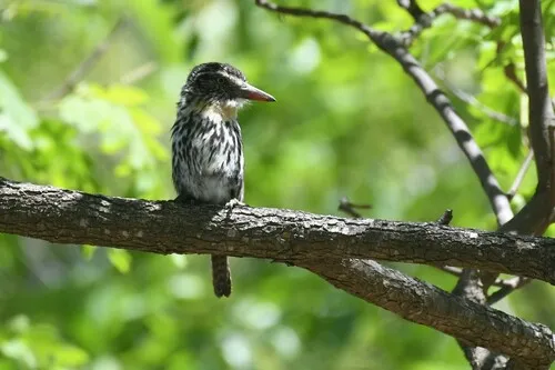 Spot-backed Puffbird