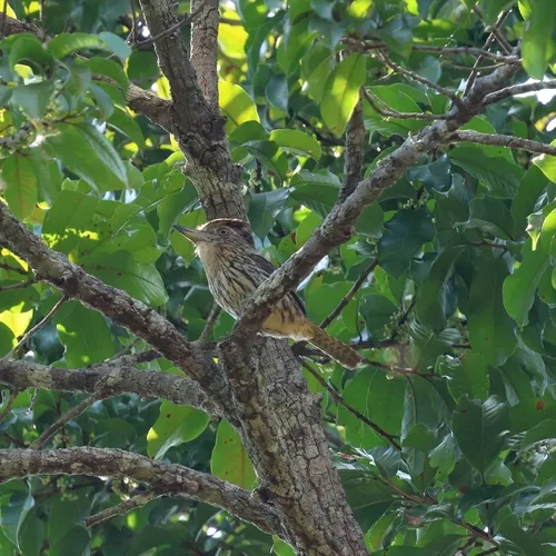 Rapazinho-estriado-do-oeste