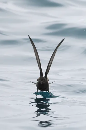 Wilson's Storm-Petrel