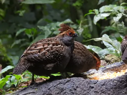 Spot-winged Wood-Quail
