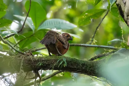 Starred Wood-Quail