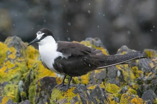 Sooty Tern