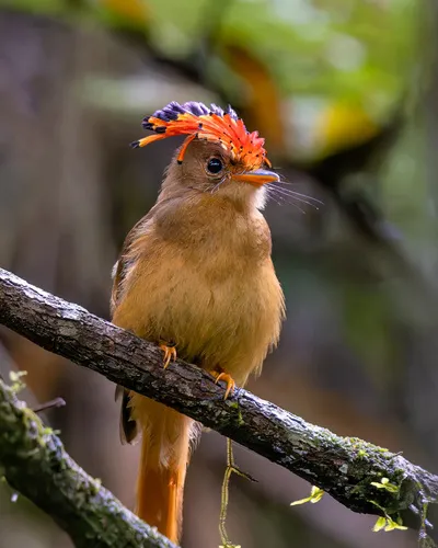 Atlantic Royal Flycatcher
